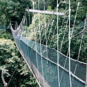 Canopy Walk2